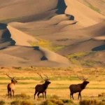 Great-Sand-Dunes-National-Park-and-Preserve_Desktop_CO